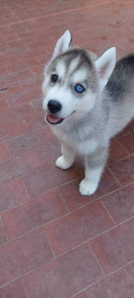 CUCCIOLI HUSKY PEDIGREE ENCI