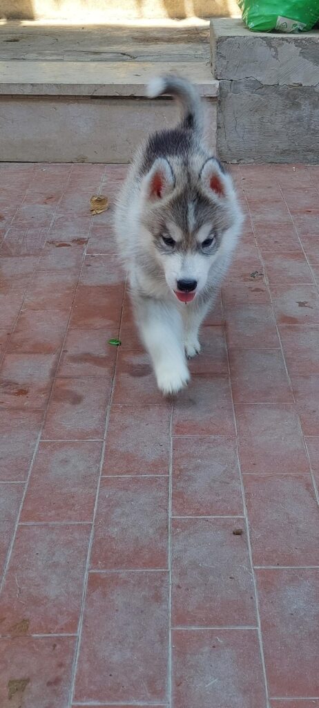 CUCCIOLI HUSKY PEDIGREE ENCI