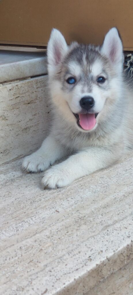 CUCCIOLI HUSKY PEDIGREE ENCI