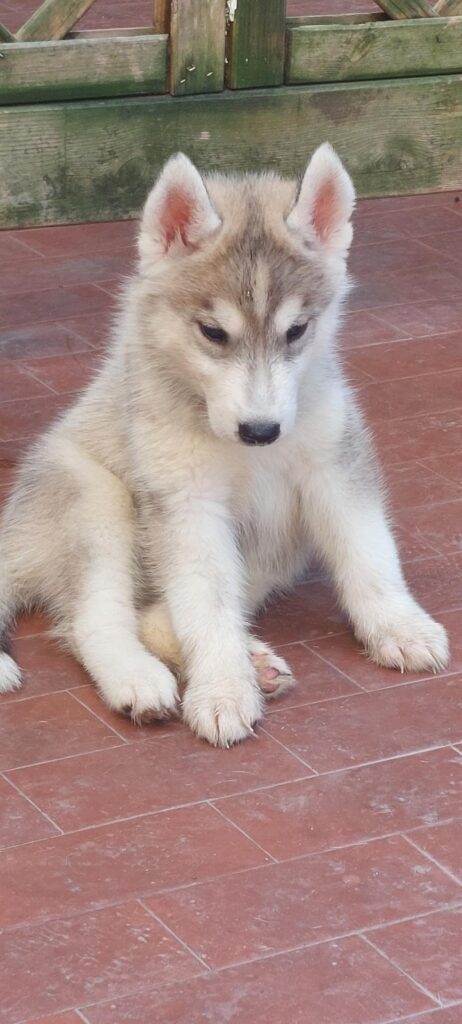 CUCCIOLI HUSKY PEDIGREE ENCI