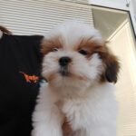 Shihtzu