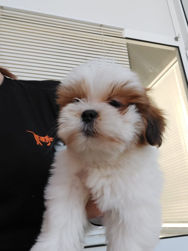 Shihtzu