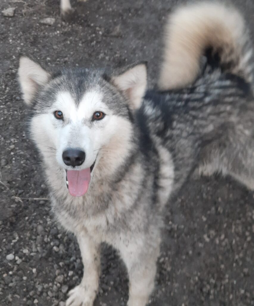 Alaskan Malamute cuccioli