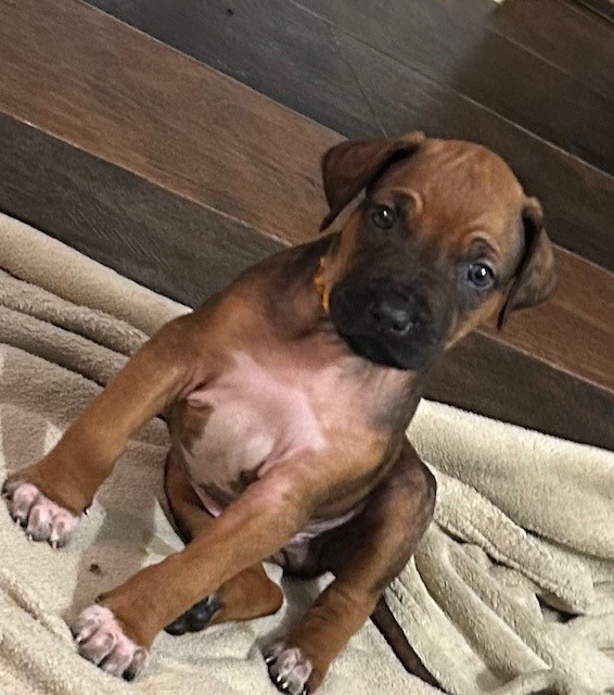 RHODESIAN RIDGEBACK CUCCIOLI DISPONIBILI