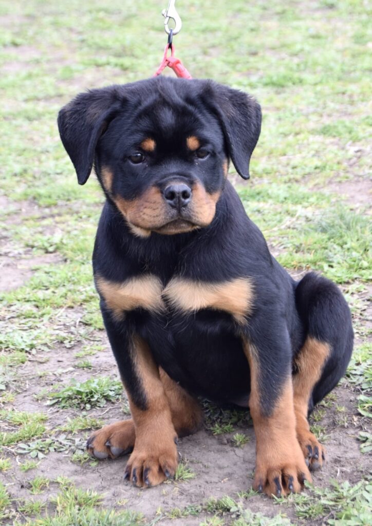 Cucciola Rottweiler