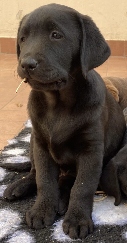 Cuccioli Labrador