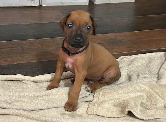 RHODESIAN RIDGEBACK CUCCIOLI DISPONIBILI