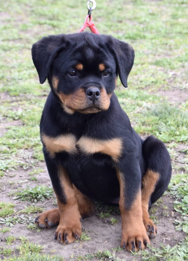 Cucciola Rottweiler