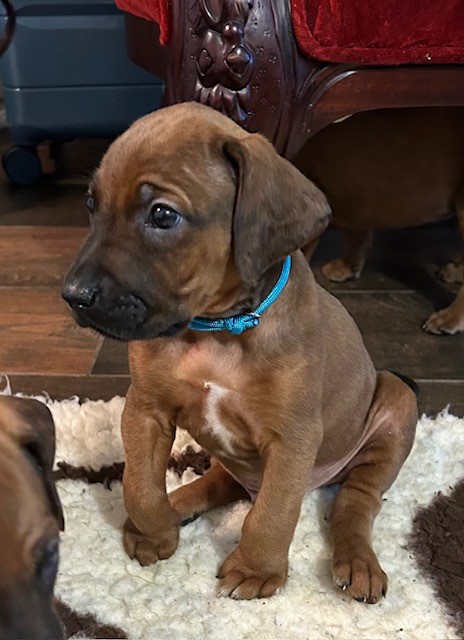 RHODESIAN RIDGEBACK CUCCIOLI DISPONIBILI