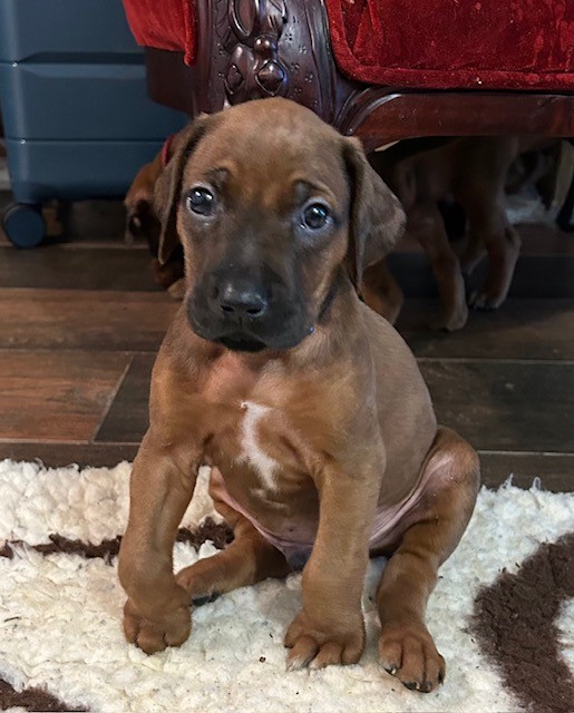 RHODESIAN RIDGEBACK CUCCIOLI DISPONIBILI