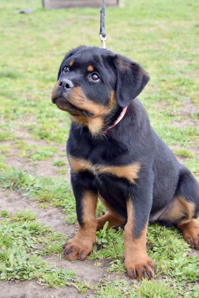 Cucciola Rottweiler