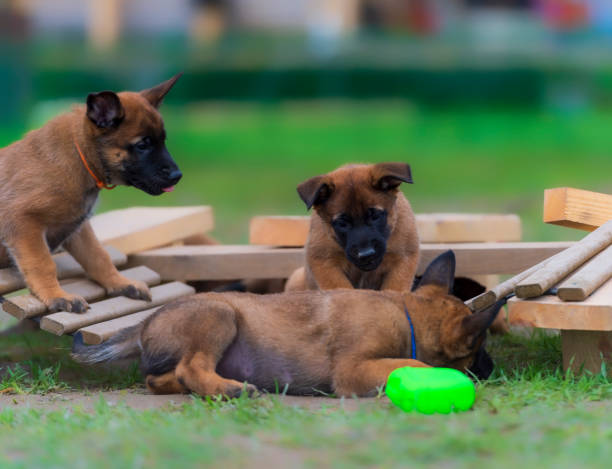 Allevamento Pastore Belga Malinois in Puglia Basilicata Campania Calabria. Cuccioli in Tutta Italia.