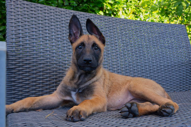 Allevamento Pastore Belga Malinois in Puglia Basilicata Campania Calabria. Cuccioli in Tutta Italia.