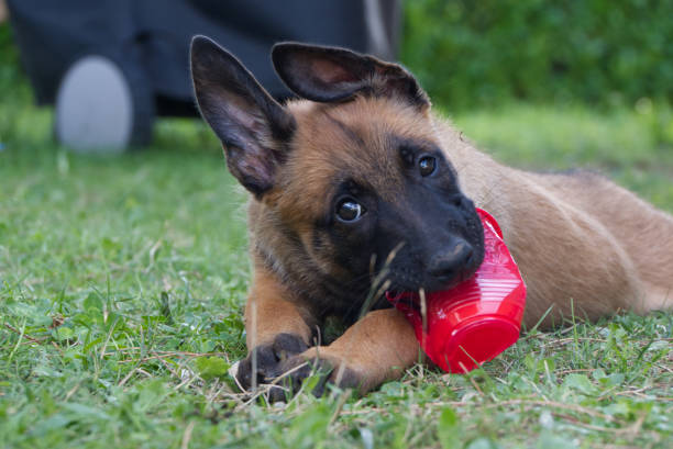 Allevamento Pastore Belga Malinois in Puglia Basilicata Campania Calabria. Cuccioli in Tutta Italia.