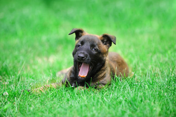 Pastore Belga Malinois cuccioli con pedigree ENCI