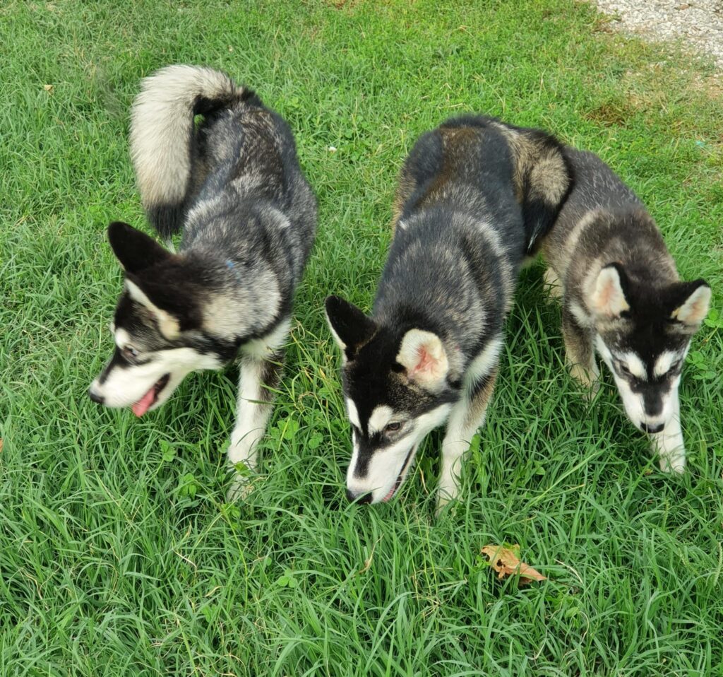 Alaskan Malamute cuccioli