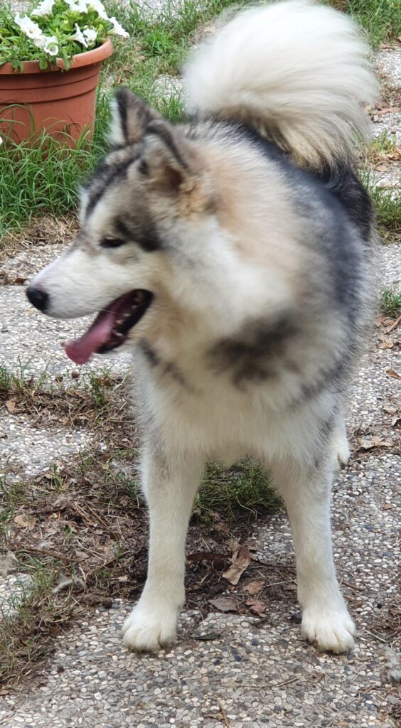 Alaskan Malamute cuccioli