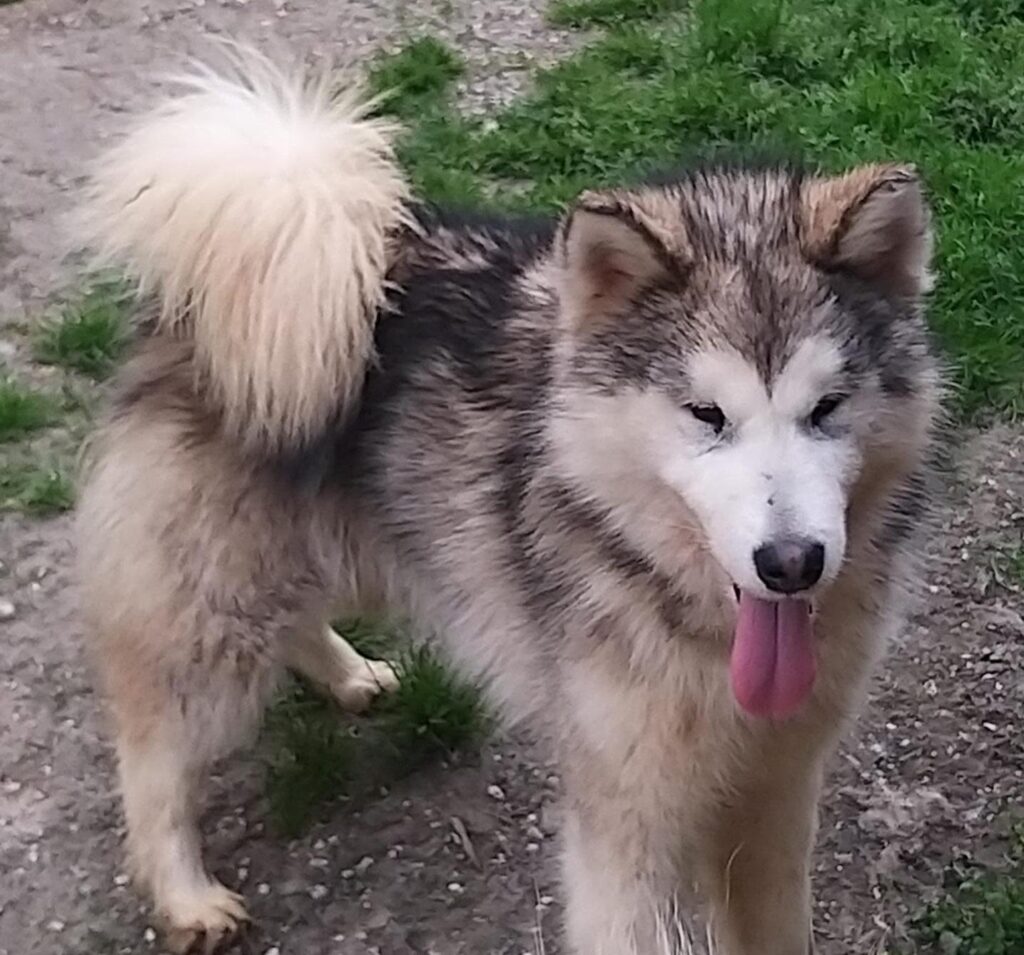 Alaskan Malamute cuccioli