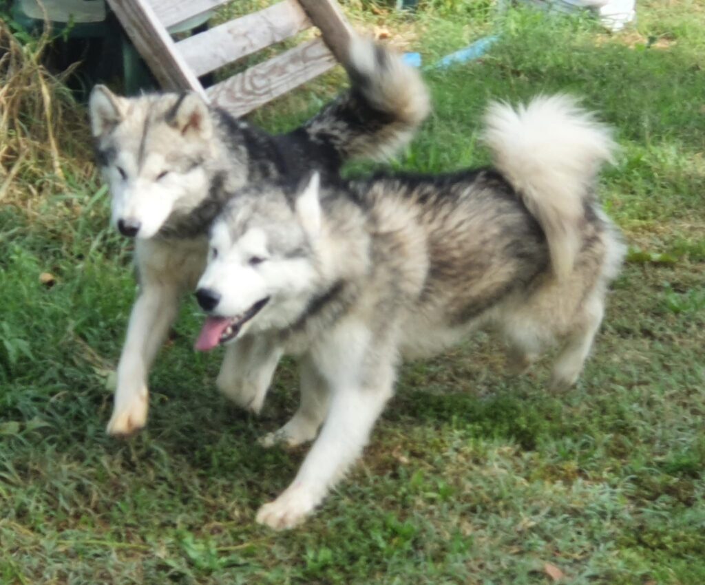 Alaskan Malamute cuccioli