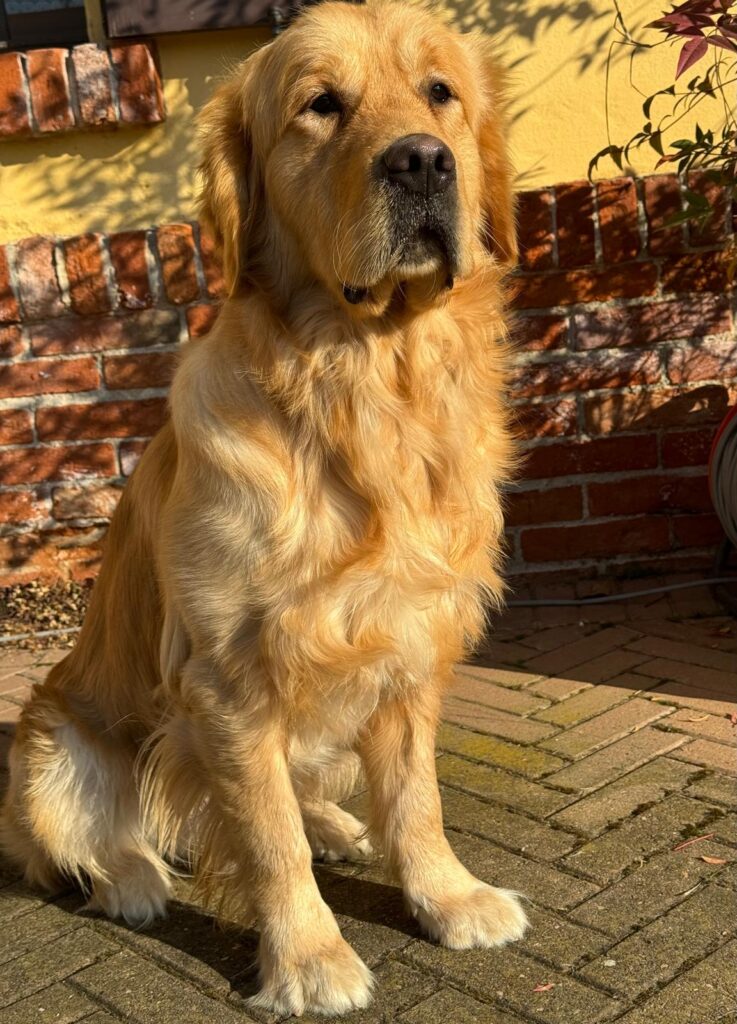 Golden retriever alta genealogia