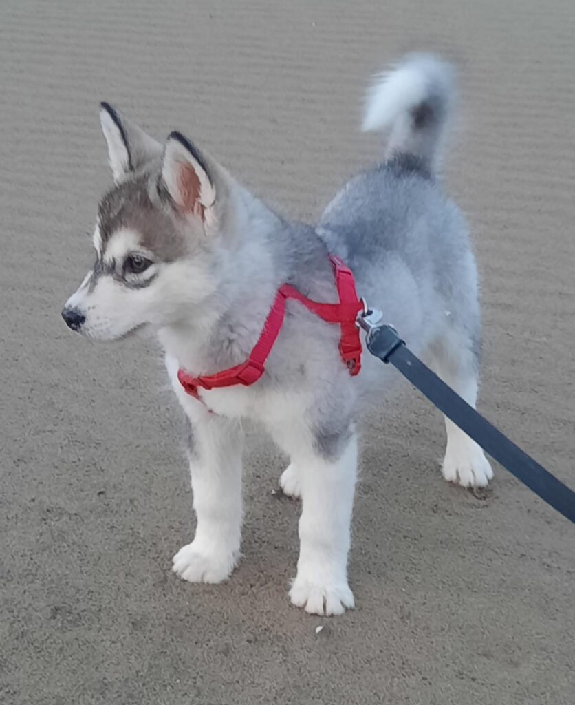 Alaskan Malamute cuccioli