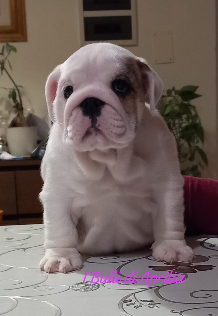 BULLDOG INGLESE