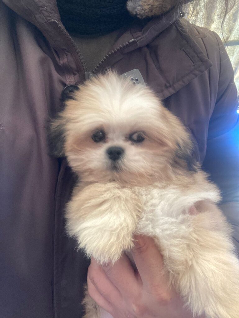 Lhasa apso