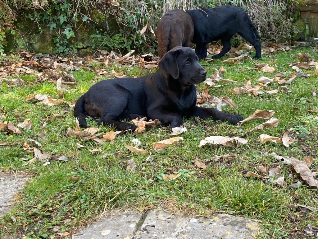 Cuccioli Labrador