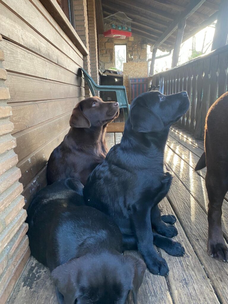 Cuccioli Labrador