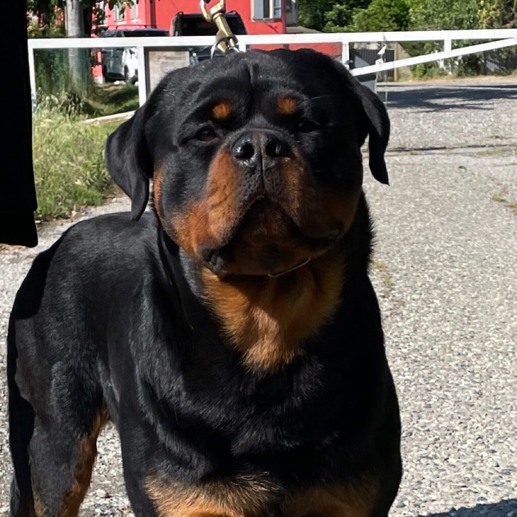 Cuccioli rottweiler con pedigree Enci genitori visibili