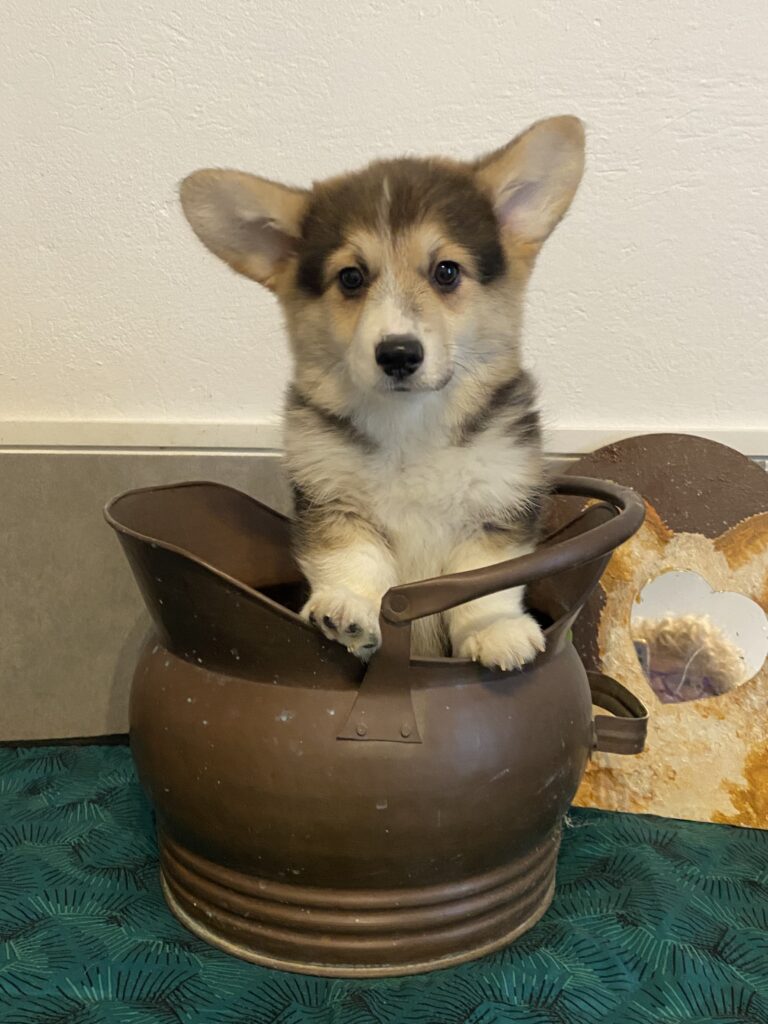 cuccioli di Welsh Corgi Pembroke