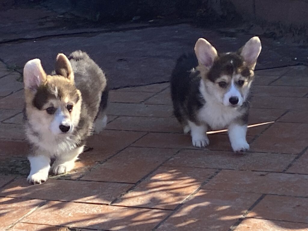 cuccioli di Welsh Corgi Pembroke