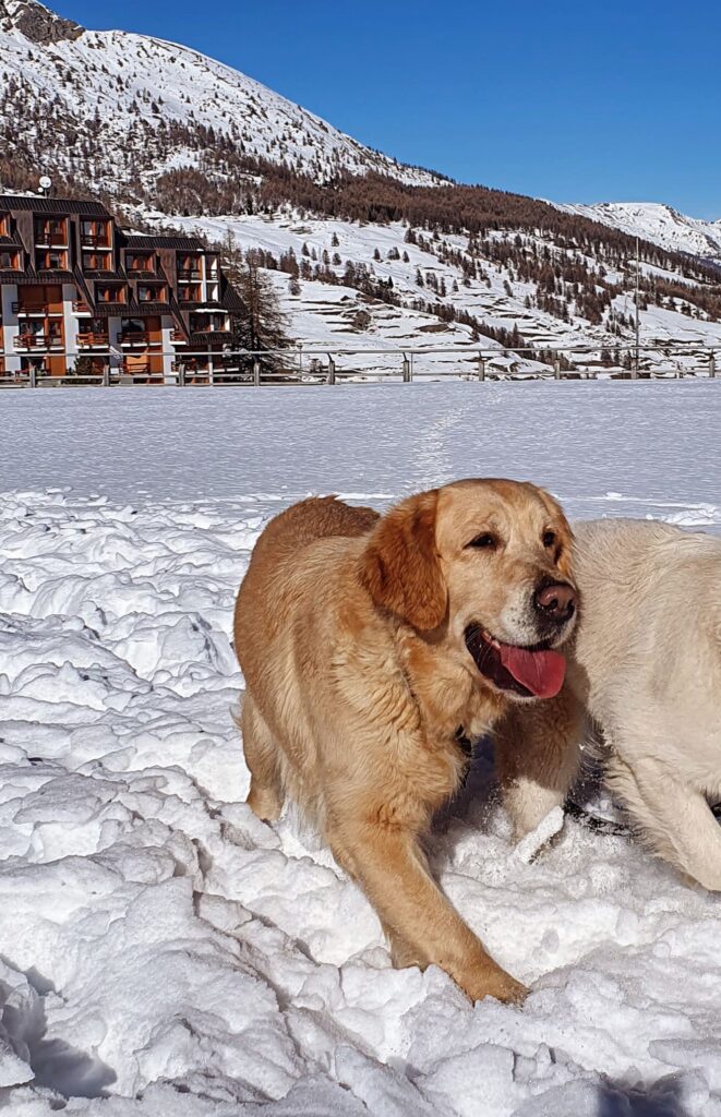 Golden retriever alta genealogia