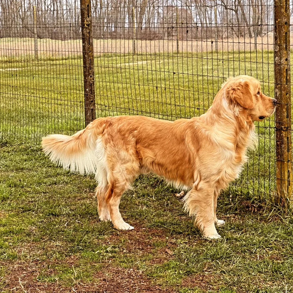 Golden retriever alta genealogia