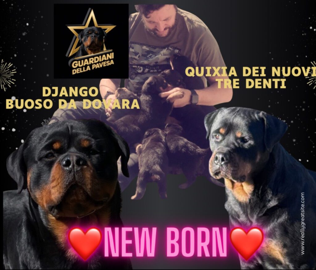 Cuccioli rottweiler con pedigree Enci genitori visibili