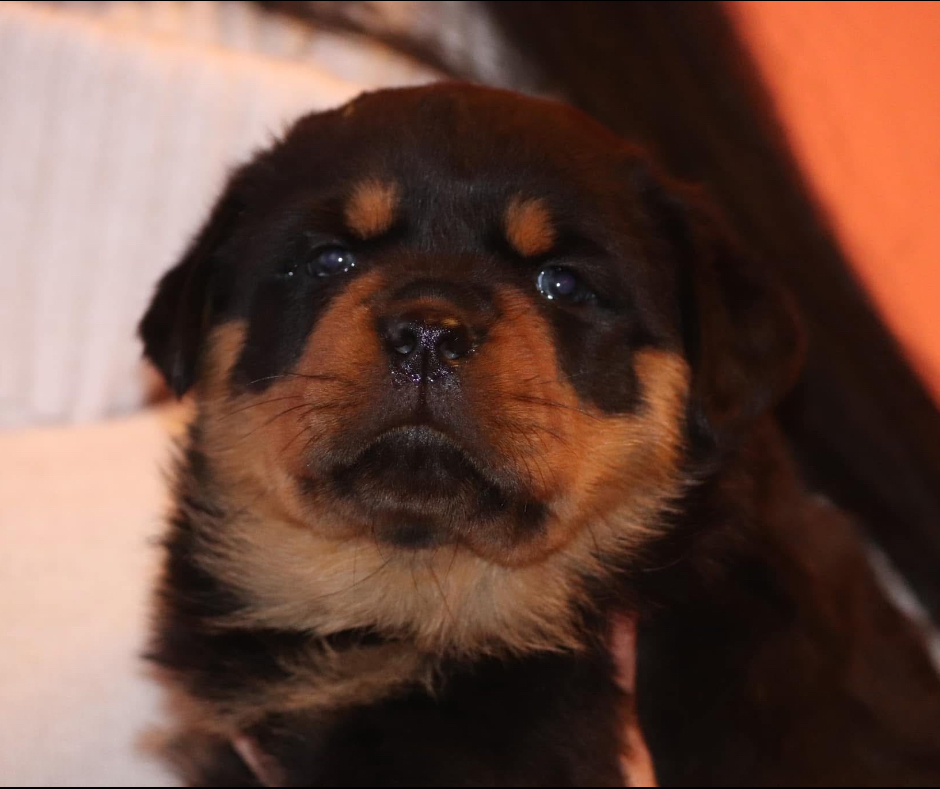 Cuccioli rottweiler con pedigree Enci genitori visibili