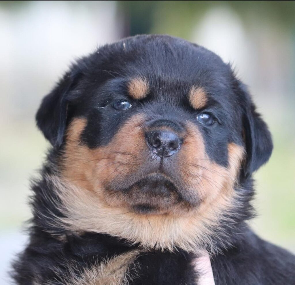 Cuccioli rottweiler con pedigree Enci genitori visibili