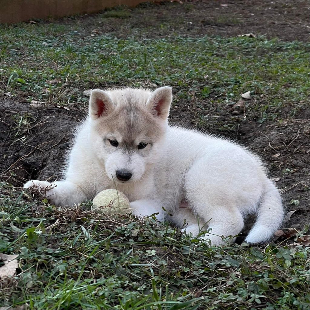 Cuccioli Siberian Husky pedigree ENCI