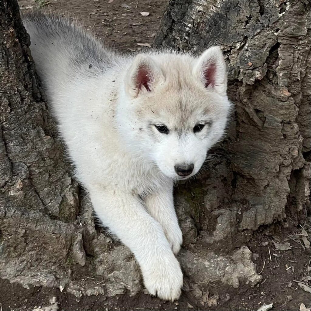 Cuccioli Siberian Husky pedigree ENCI