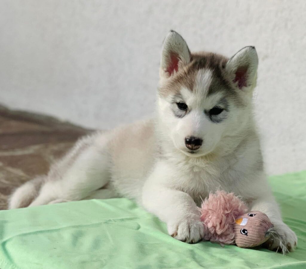 Cuccioli Siberian Husky pedigree ENCI