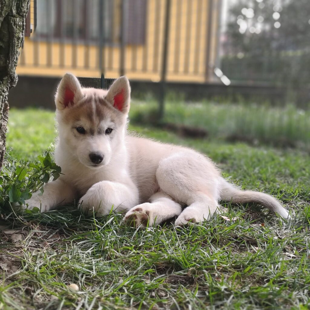 Cuccioli Siberian Husky pedigree ENCI