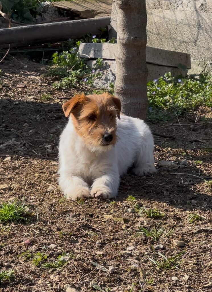 Jack Russell con pedigree