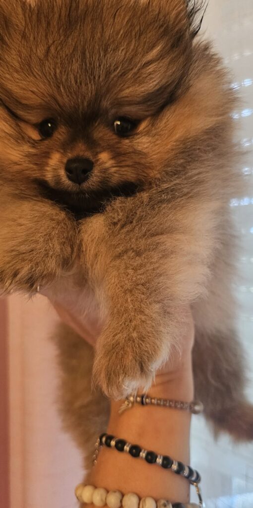 Cuccioli maschi Spitz Nano Tedesco