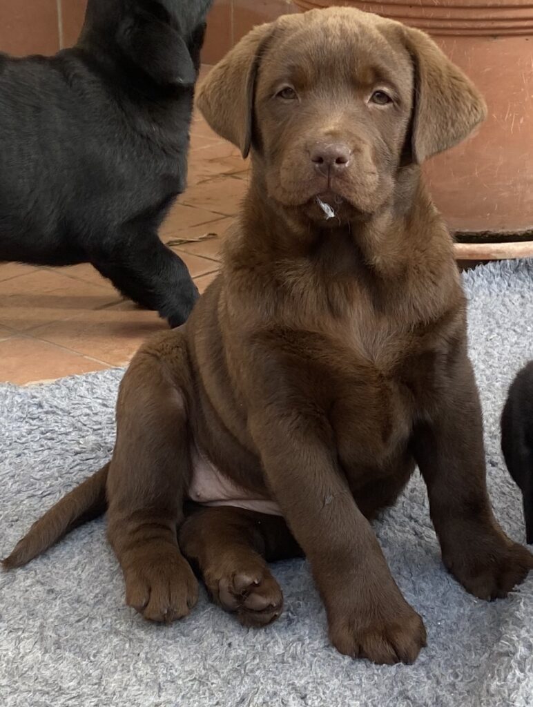 Cuccioli Labrador