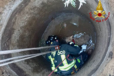 Cucciolo precipita in un pozzo, i Vigili del fuoco lo salvano