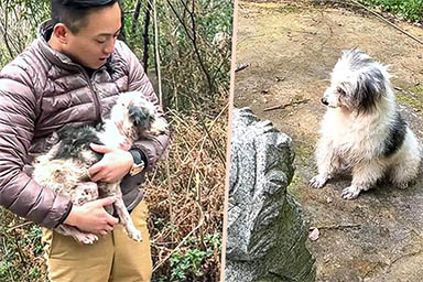 Per due anni rimane sulla tomba della sua proprietaria: la fedeltà del cane Zhongbao