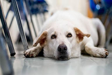 A Lione cani in classe per dare sostegno e conforto ai piccoli studenti