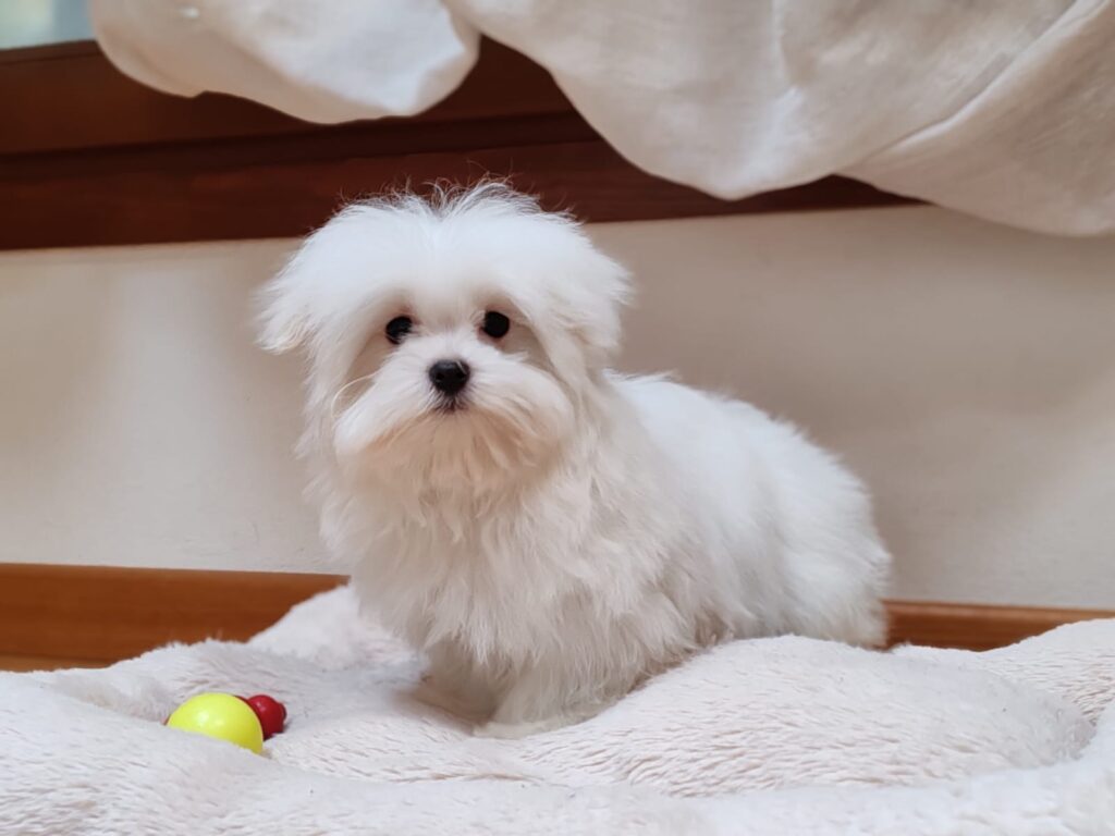 MALTESE CUCCIOLO CON PEDIGREE ENCI