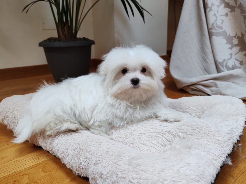 MALTESE CUCCIOLO CON PEDIGREE ENCI