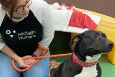 Michigan Humane